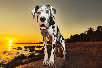 Curious dog leaning on stone and looking at camera on beach