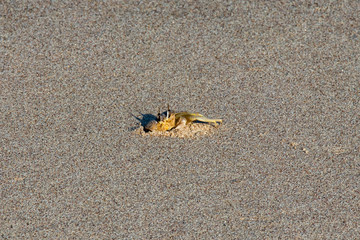 Crab hiding at beach near Ras al jinz Turtle reserve in Oman