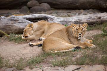 Two young lionesses are resting in a zoo.