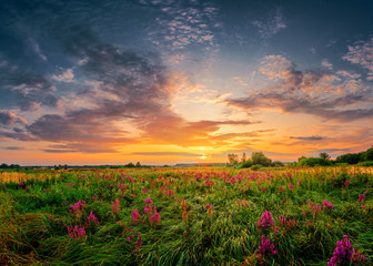 Fototapeta premium Beautiful sun set landscape with a wild field full of purple flowers and green grass. Sunset cloudy sky above meadow.