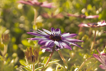 Lilac daisy under the sun