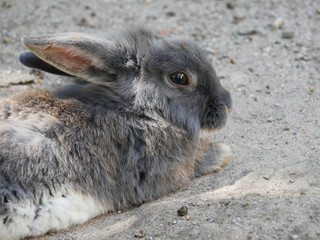 graues Kaninchen