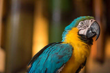 Close up of a Macaw Parrots, long-tailed colorful parrots