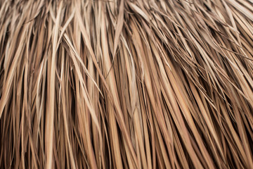 Close up of a dry palm leaves roof ( palapa)
