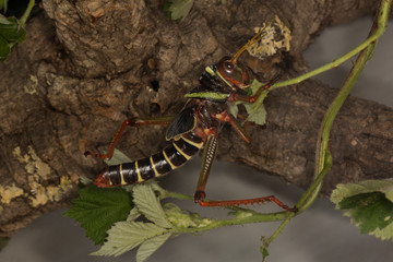 Violet Winged Grasshopper (Tropidacris collaris).