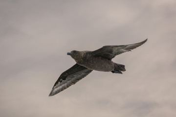 Brown Gull, South Africa