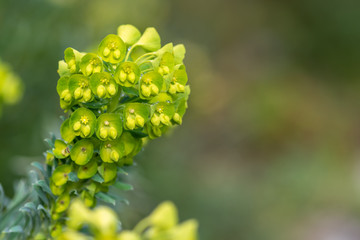 Euphorbia flowers