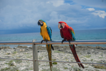 Two Macaw parrots are sitting on the iron fence against  the caribbean sea.