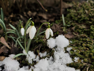 Beautifull snowdrop flower growing in snow in early spring forest. Tender spring flowers Snowdrop harbingers of warming symbolize the arrival of spring. defocused view