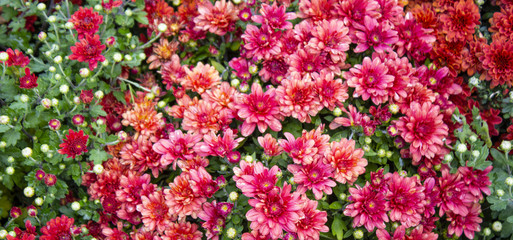 Fototapeta premium Red flower. Flower in garden at sunny summer or spring day. Flower for postcard beauty decoration and agriculture concept design. Beautiful flower in tropical garden. Colorful flower. flower pattern. 