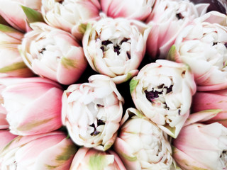 Tulip flatlay, top view.Beautiful tulip among tulips. Pink tulips with white stripe close-up. Growing flowers in spring.