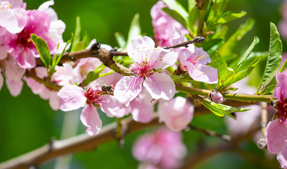 Spring flower landscape. Spring blooming spring flowers against blue sunny sky. White flowers in spring. Spring flower landscape. copyspace