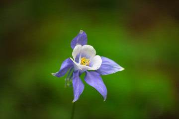 Columbine Flower