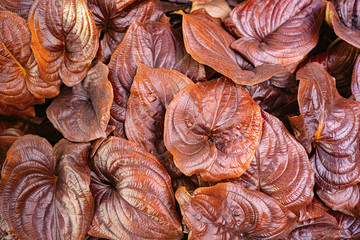 the detail of tropic plant in red color