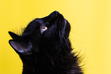 Portrait of a black cat