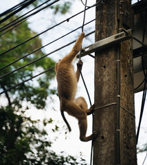 Monkey climbs on electric post in monkey mountain, Phuket