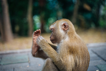 Cute monkey looks at its foot in monkey mountain, Phuket