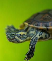 Beautiful Macro photograph of a yellow-bellied slider is a land and water turtle belonging to the family Emydidae with a green background