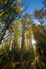autumn in the forest