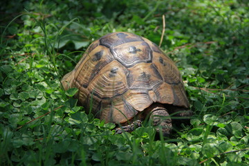 turtle on green grass