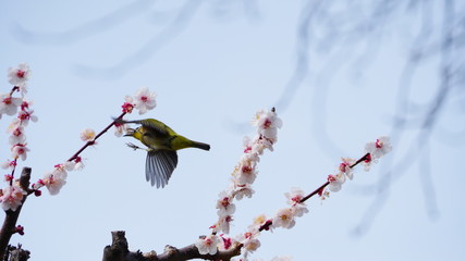 梅の花とメジロ