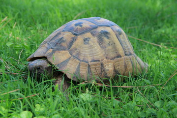 turtle on grass