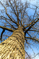 Withered oak in the Czech Republic. Evening light. Sick forest. Drought in the forest. Climate...
