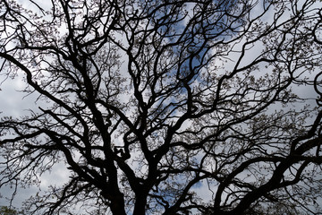 Oak tree against sky clouds
