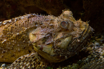 Black scorpionfish (Scorpaena porcus).