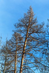 Withered pine in the Czech Republic. Evening light. Sick forest. Drought in the forest. Climate change. Withering trees.