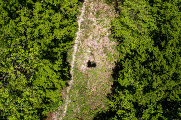 road in the forest