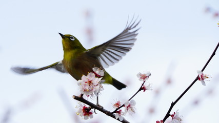梅の花とメジロ
