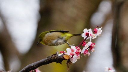 梅の花とメジロ