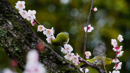 梅の花とメジロ