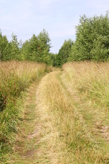 Fototapeta premium road in the field