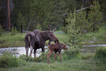 Moose with calf © KColby Photography