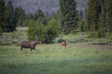 Fototapeta na wymiar Mother and Baby Moose 