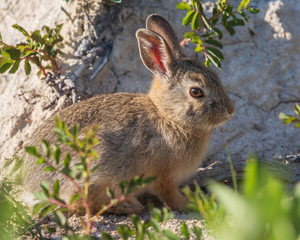 Baby Rabbit Close-Up