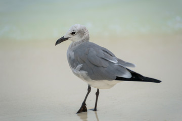 Close up of a seagull Bird
