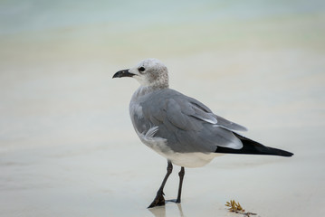 Close up of a seagull Bird