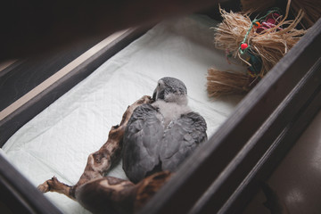 Small African Grey Parrot baby in front of window