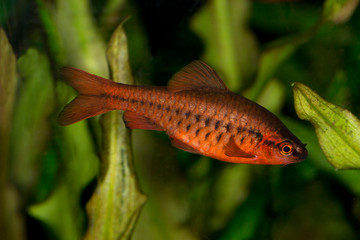 Cherry barb (Puntius titteya).