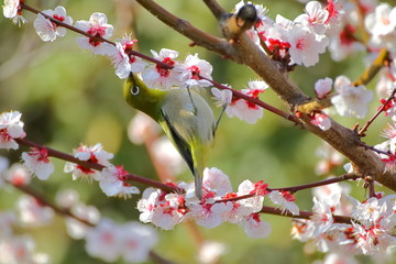 梅の花とメジロ。日本の春の情景