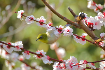 梅の花とメジロ。日本の春の情景