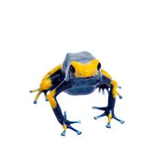 Peacock Dyeing Poison dart frogling, Dendrobates tinctorius Tumucumaque, on white