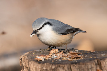 ゴジュウカラ