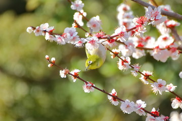 梅の花とメジロ。日本の春の情景