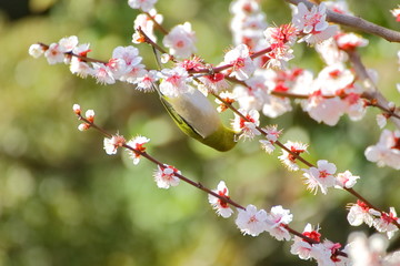 梅の花とメジロ。日本の春の情景