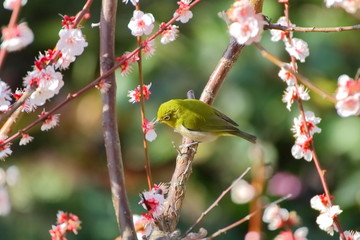 梅の花とメジロ。日本の春の情景