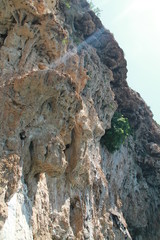 tree in rock